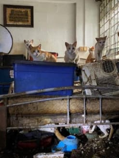 Two dead cats, some skeletal remains and 41 live cats were found in a vacant flat. 