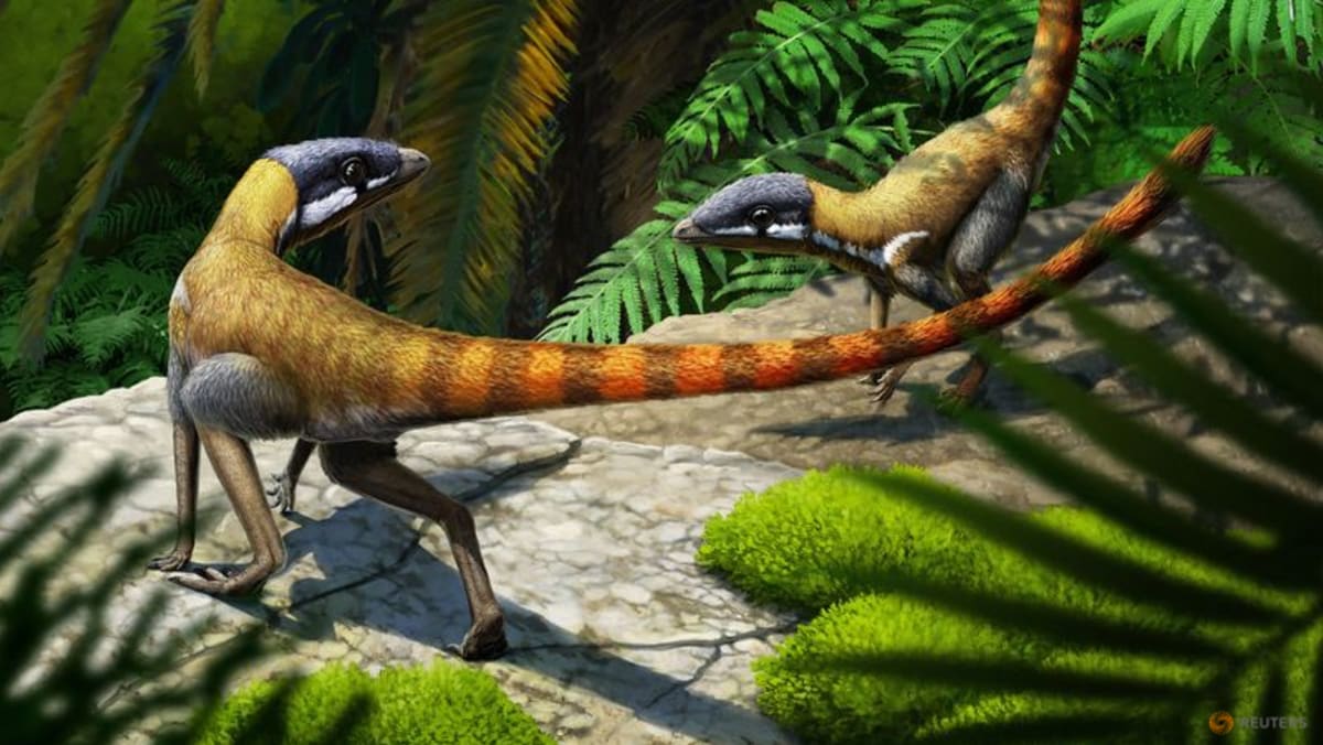 Puny critter shows humble beginnings of magnificent flying reptiles - Channel News Asia