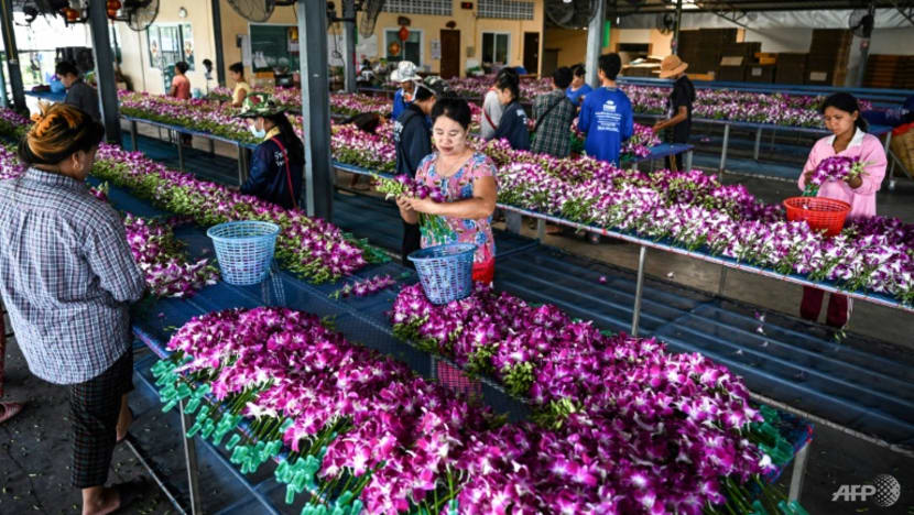 Blooming shame: Pandemic, Ukraine war hurts Thai orchid industry Blooming shame: Pandemic, Ukraine war hurts Thai orchid industry