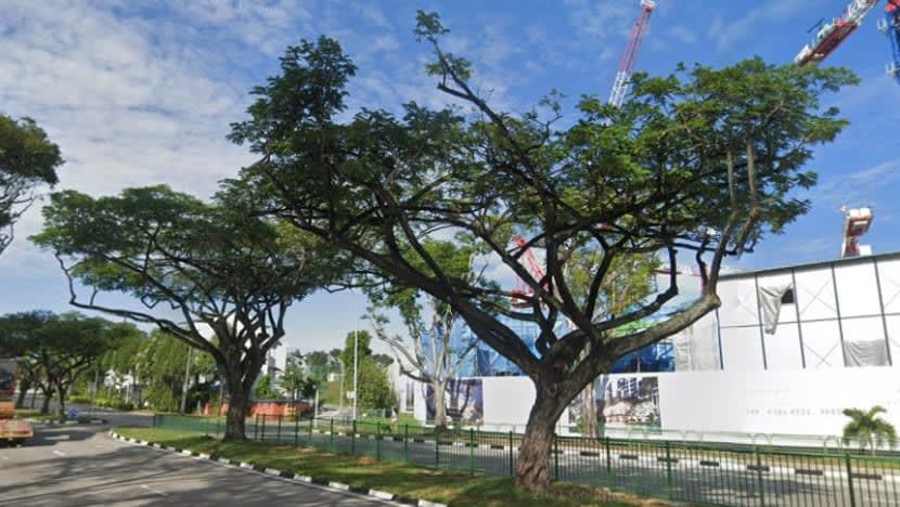 Chc Construction didenda S$13,000; rosakkan 28 pokok di Yio Chu Kang