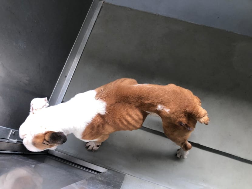 A photo of a malnourished English bulldog abandoned by its owner, taken on July 23, 2019.
