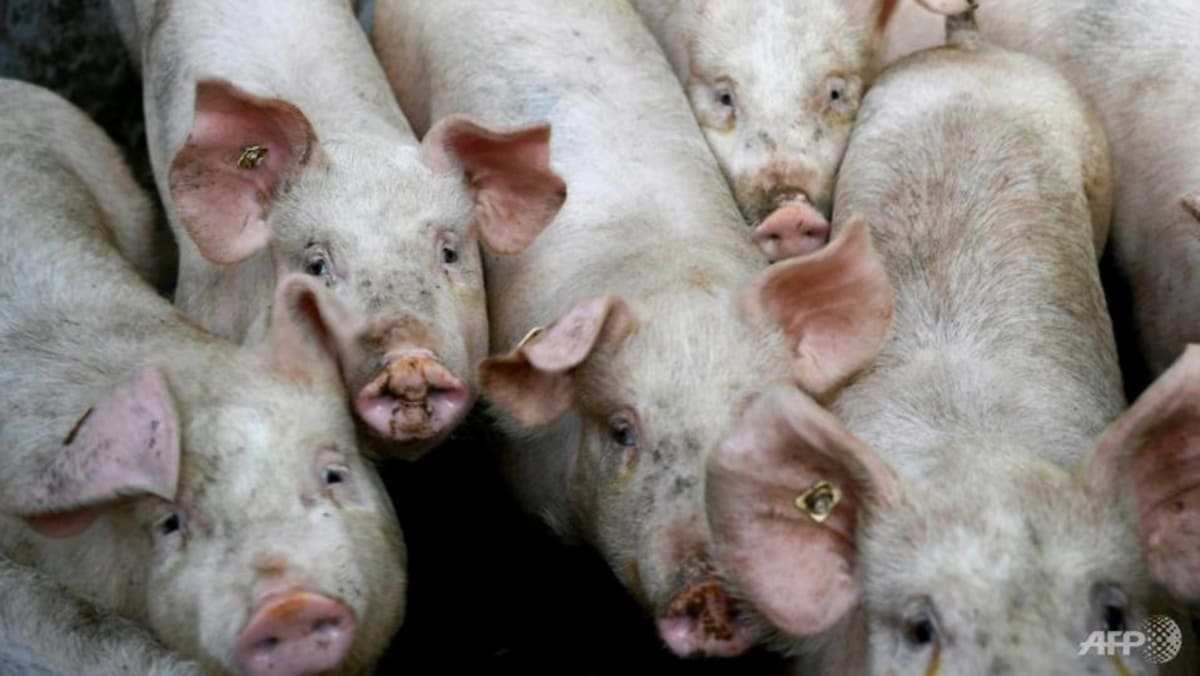 Dimulainya kembali ekspor babi hidup dari pulau-pulau di Indonesia bisa memakan waktu hingga satu tahun: SFA
