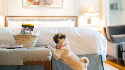 This Hotel Has A Pet Staycation Package That Ensures Your Dog Is As Pampered As You Are
