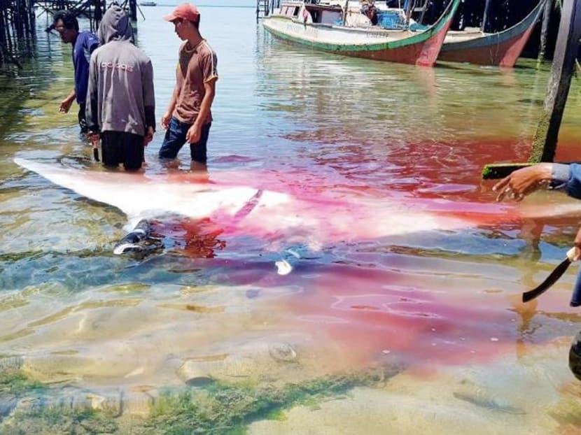 Tourists who were eager to experience Sabah’s stunning marine life and ecosystem at an island off Semporna on Sunday (Feb 19) were shocked to witness a scene of mass slaughter of over a dozen endangered sea creatures. Photo: The New Straits Times