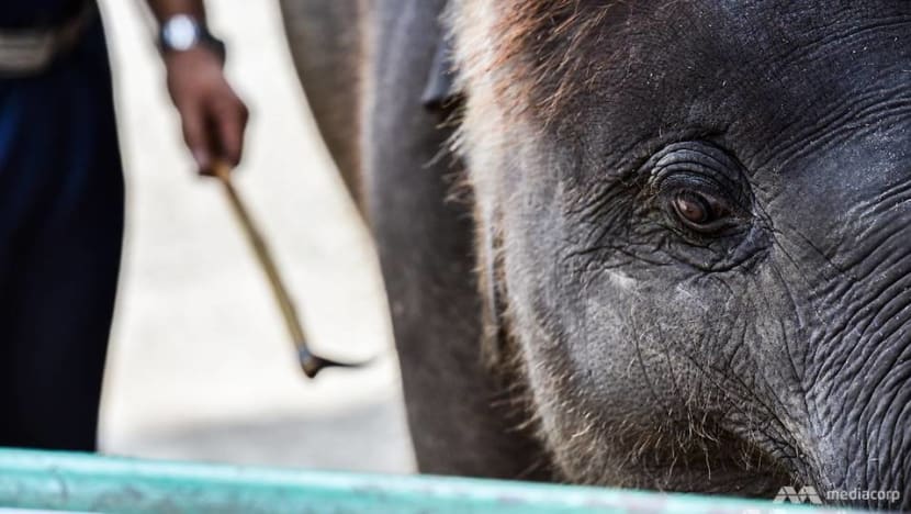 Zoo Negara Malaysia - An elephant's trunk is actually a long nose