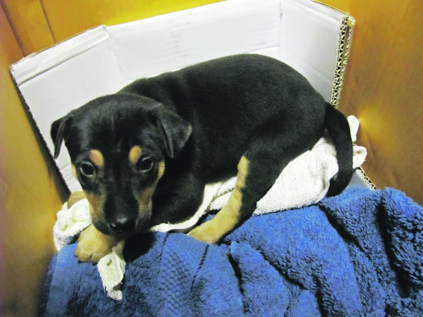 One of the puppies rescued by animal welfare activists in Bukit Batok on Wednesday night. Photo: HOPE Dog Rescue