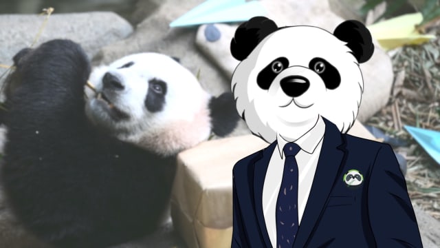 焦点 | 中国活名片 — 熊猫的外交路 你知道跟中国租熊猫 要花多少钱吗？