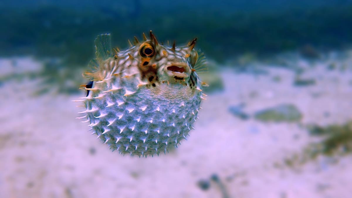Explainer: Why puffer fish can be deadly and how it can be