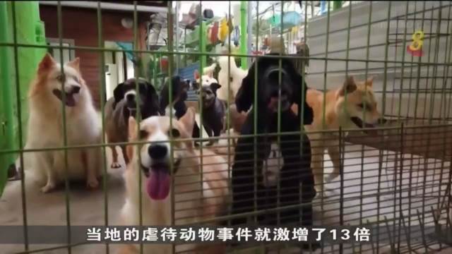 韩国将修订法律 列明宠物不再是私财