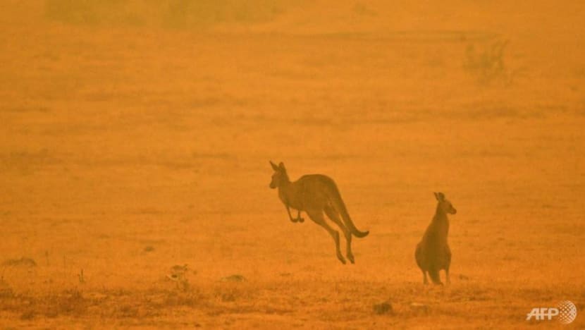 Australia boosts emergency funding for bushfire-affected businesses Australia boosts emergency funding for bushfire-affected businesses
