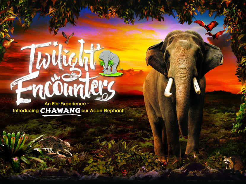 Find out why the Night Safari is Singapore's No. 1 night spot.
