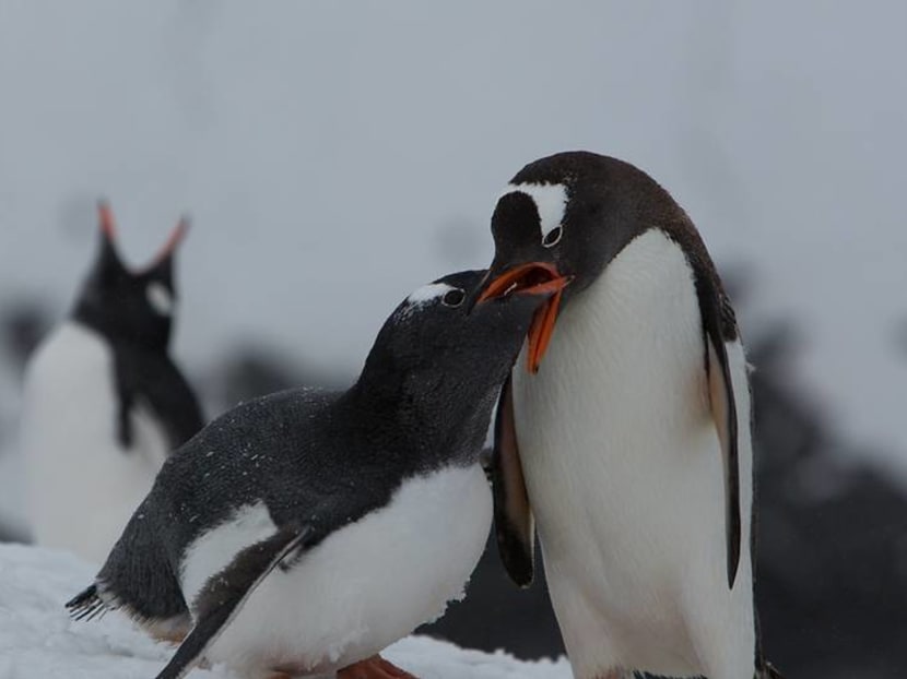 Visit Antarctica for penguins, icebergs and seals – but don't add to its destruction