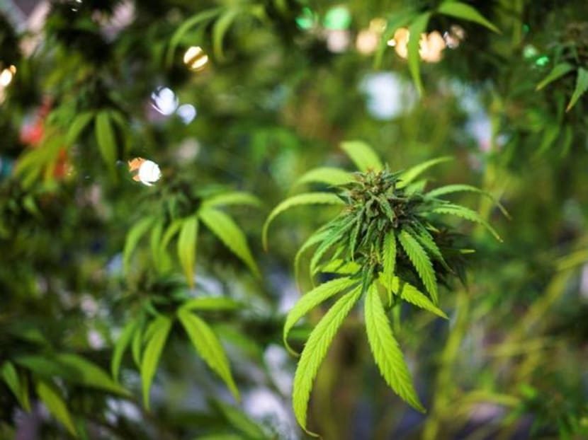 Thailand in a green rush as government pushes cannabis as cash crop Thailand in a green rush as government pushes cannabis as cash crop