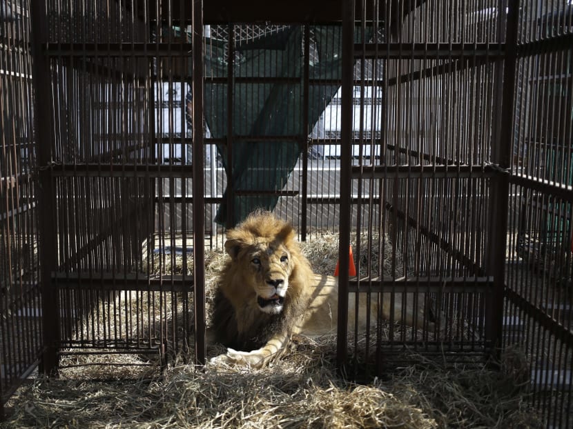 A former circus lion rest inside a cage in the outskirts of Lima, Peru, Tuesday, April 26, 2016. Thirty-three lions rescued from circuses in Peru and Colombia are heading back to their homeland to live out the rest of their lives in a private sanctuary in South Africa. The largest ever airlift of lions will take place Friday and was organized and paid for by Animal Defenders International. Photo: AP
