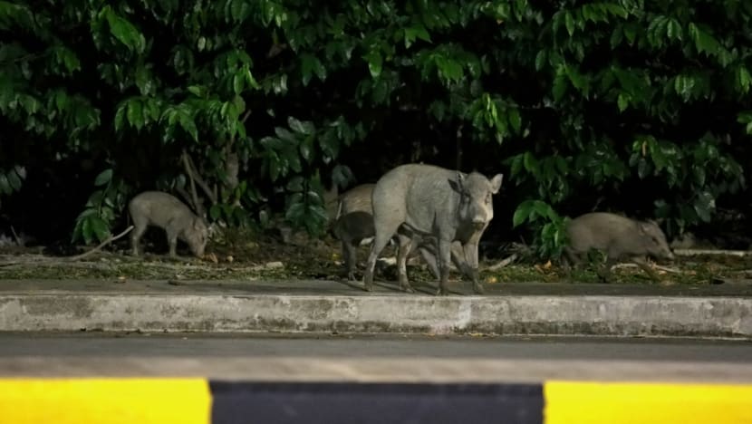 20170614 nlx wildboar 11