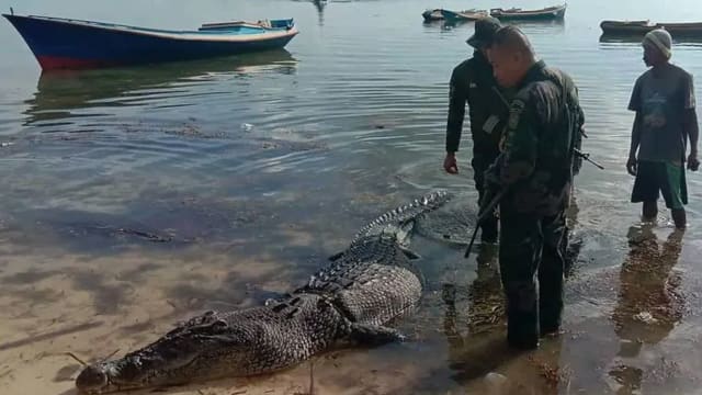 又有人丢命！菲律宾渔民遭巨型咸水鳄拖走咬死
