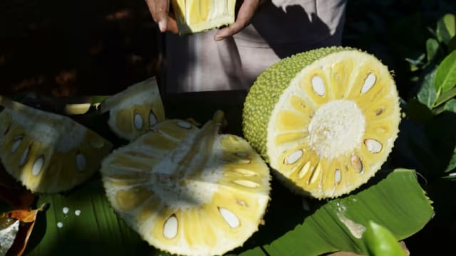 南大研发新技术 可用菠萝蜜种子来制造乳酸