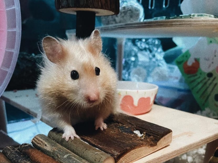 Are hamsters at higher risk of COVID-19 and should they be routinely tested in Singapore? Are hamsters at higher risk of COVID-19 and should they be routinely tested in Singapore?