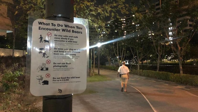 Wild boar caught in Punggol, 2 people injured in the process Wild boar caught in Punggol, 2 people injured in the process