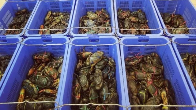 男子从海鲜餐馆偷走11只活螃蟹 被判坐牢一周