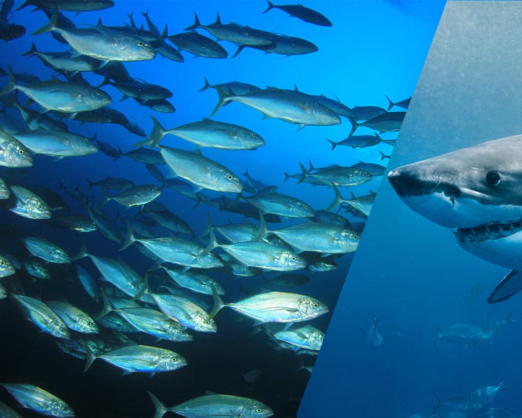 Sharks and tuna might be extinct by the time your kids grow up – but there is hope