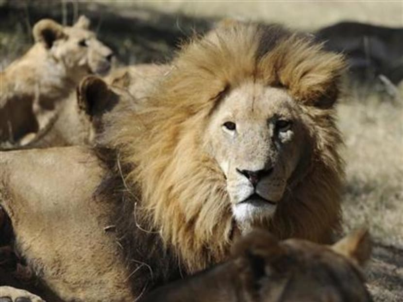 Lions. Reuters file photo
