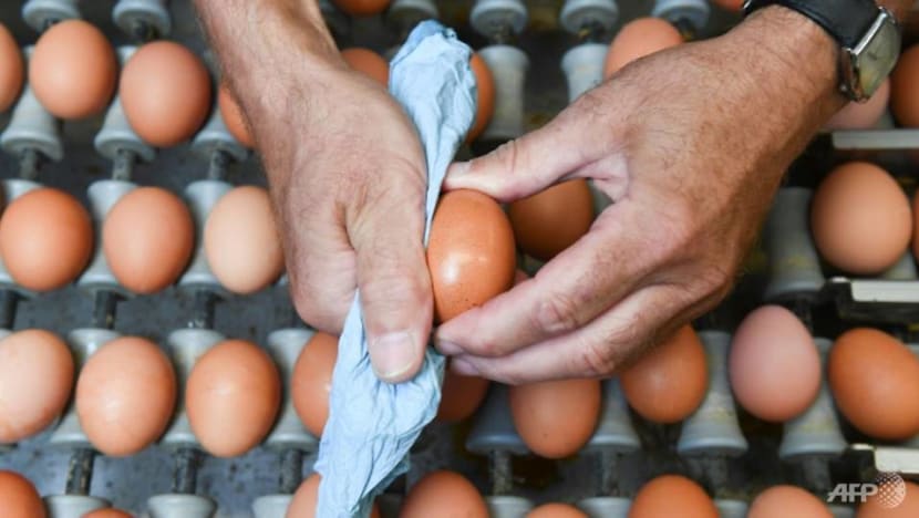 Singapore recalls eggs from another Malaysian farm due to Salmonella bacteria