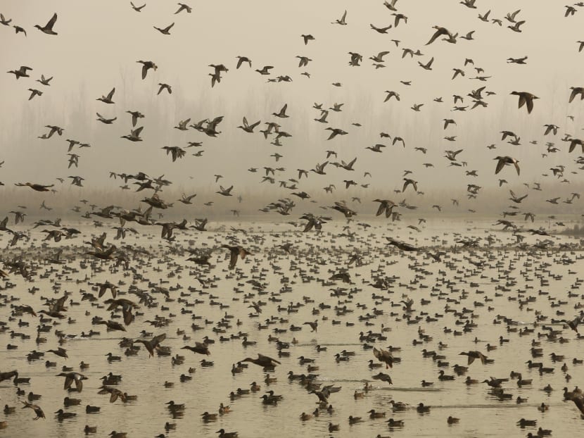 Migratory birds flying. AP file photo