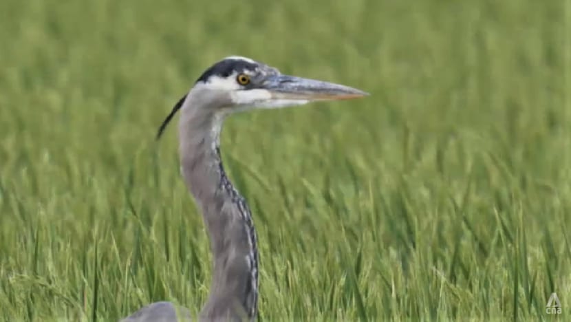 Migratory bird species in decline as flyway ecosystem dries up due to human activities Migratory bird species in decline as flyway ecosystem dries up due to human activities
