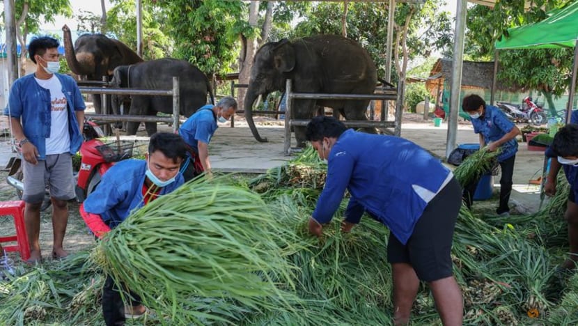 Streaming to survive: Thailand's out-of-work elephants in crisis