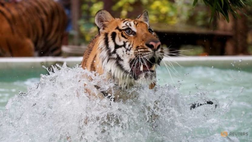 As temperatures rise, tigers get chicken 'popsicles' at Thai zoo As temperatures rise, tigers get chicken 'popsicles' at Thai zoo