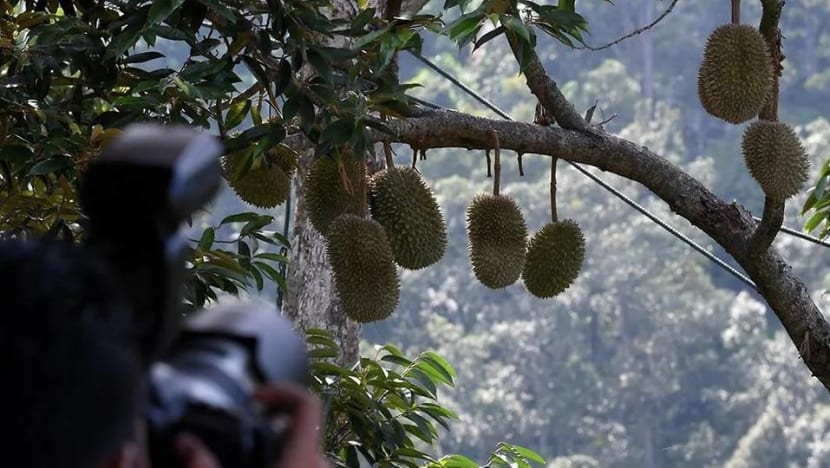 Winds of change in Malaysia’s durian industry as COVID-19 pushes sellers online