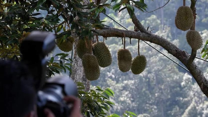 Winds of change in Malaysia’s durian industry as COVID-19 pushes sellers online Winds of change in Malaysia’s durian industry as COVID-19 pushes sellers online