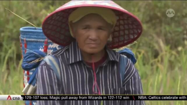 Sustainable farming in Malaysia: Sarawak's Lun Bawang natives seek to introduce Adan rice to the world | Video