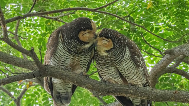 两只猫头鹰白沙公园“秀恩爱” 网民：好甜啊！