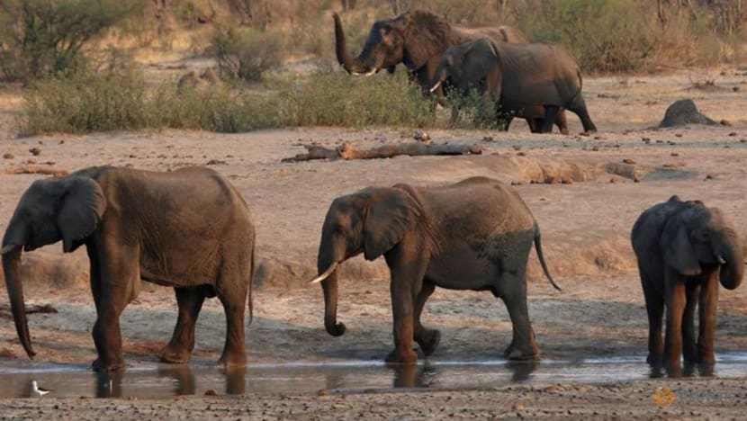 Zimbabwe suspects bacterial disease behind elephant deaths Zimbabwe suspects bacterial disease behind elephant deaths