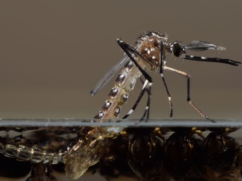 A genetically modified Aedes aegypti mosquito in Oxitec's UK lab. Photo: AP