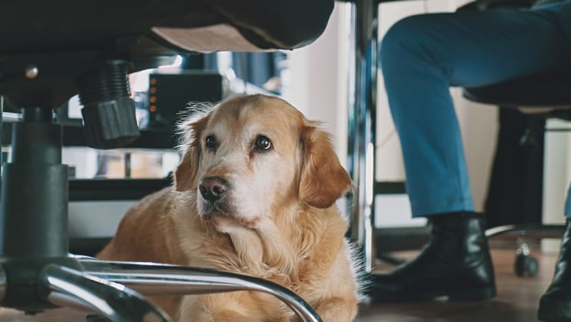 Commentary: I love dogs, but please don’t bring them to the office Commentary: I love dogs, but please don’t bring them to the office
