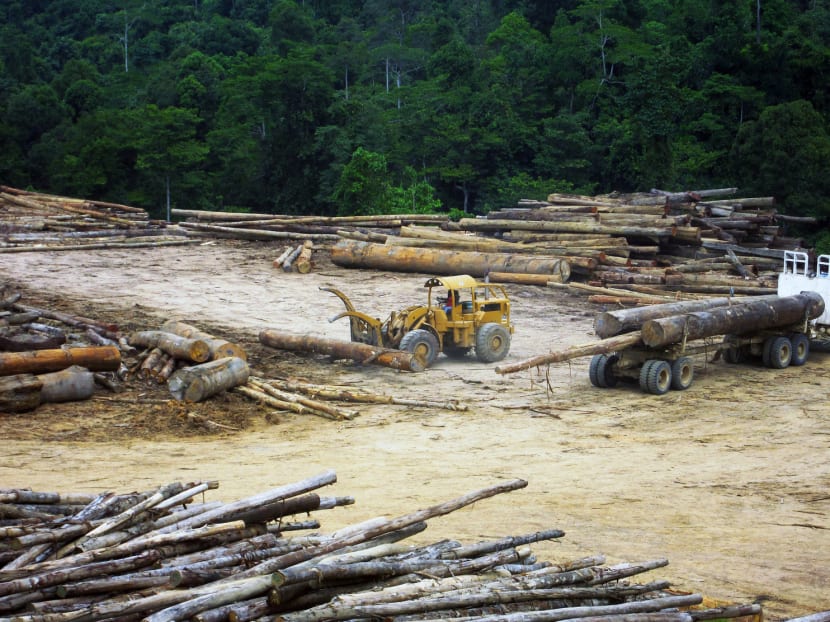 Restricting road building, logging hot spots curb deforestation better: Study