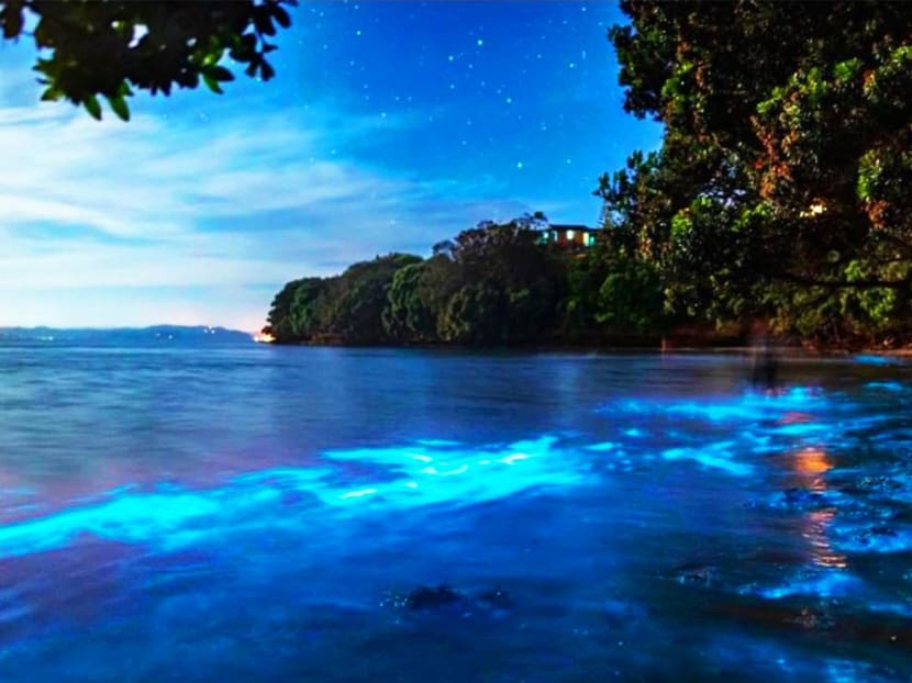 Meet New Zealand's 'bio chasers', avid photographers who love taking pictures of 'glowing' waves Meet New Zealand's 'bio chasers', avid photographers who love taking pictures of 'glowing' waves