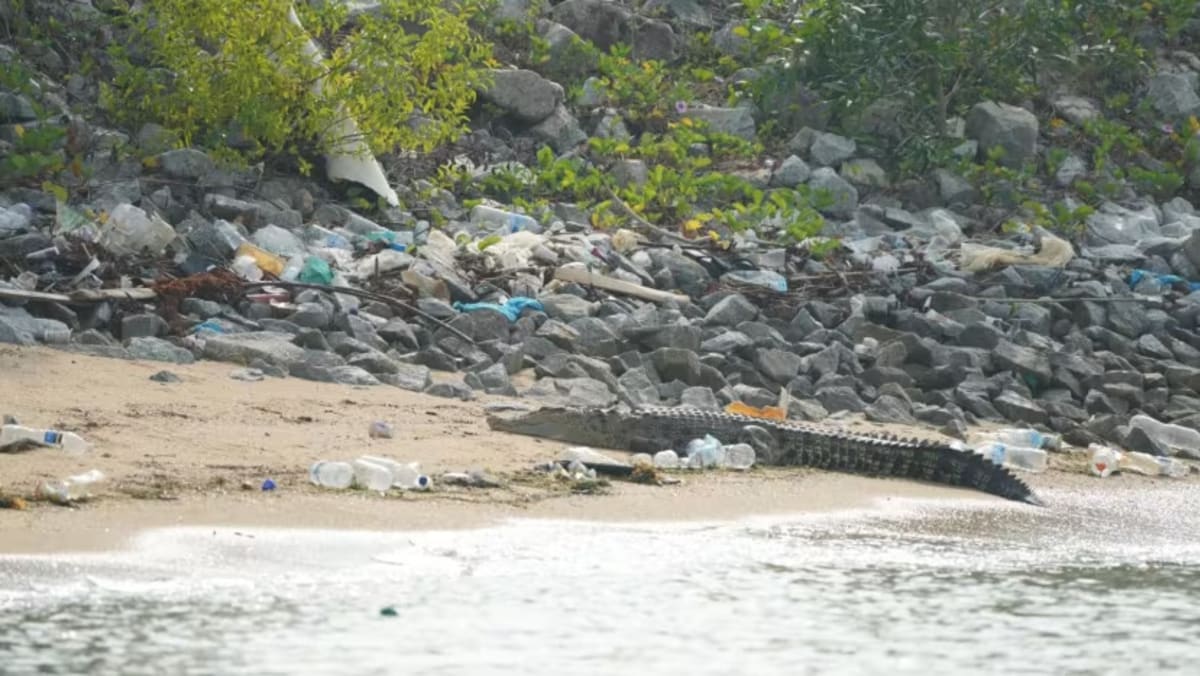 Crocodile spotted on Marina East beach to be put down over public safety concerns
