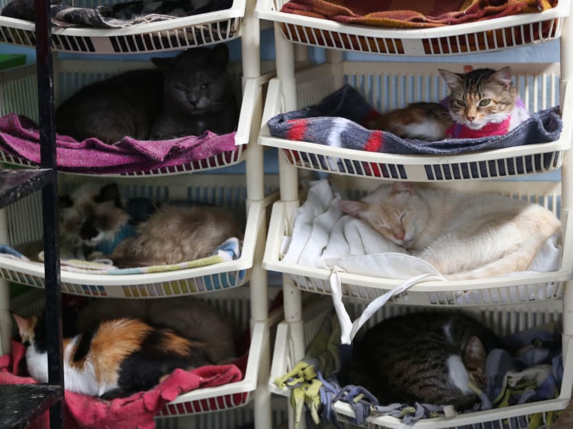 Peruvian nurse cares for 175 sick cats