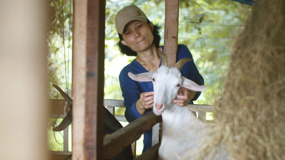 Temui pembuat keju wanita pertama di Thailand yang memproduksi keju kambing artisanal