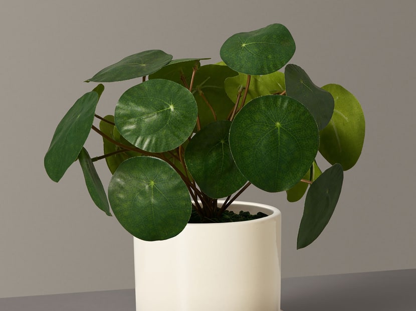 Fake plants are bringing some joy to homebound lives. Fake plants are bringing some joy to homebound lives.