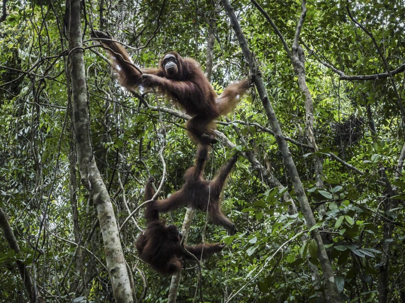 Orangutans at a pre-release island in the delta of the Kahayan River in Pulang Pisau Regency, Central Kalimantan, Indonesia, April 5, 2017. Photo: The New York Times