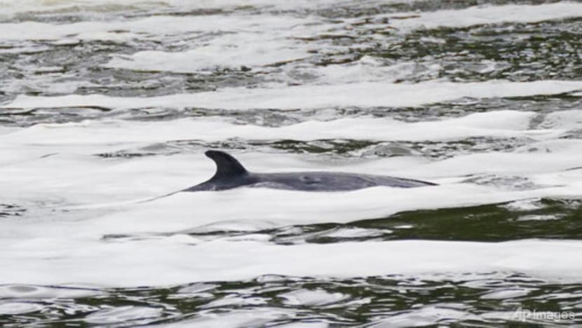 Minke whale is lost far from home in London's Thames River Minke whale is lost far from home in London's Thames River