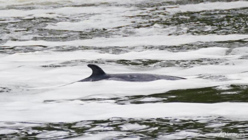 Minke whale is lost far from home in London's Thames River