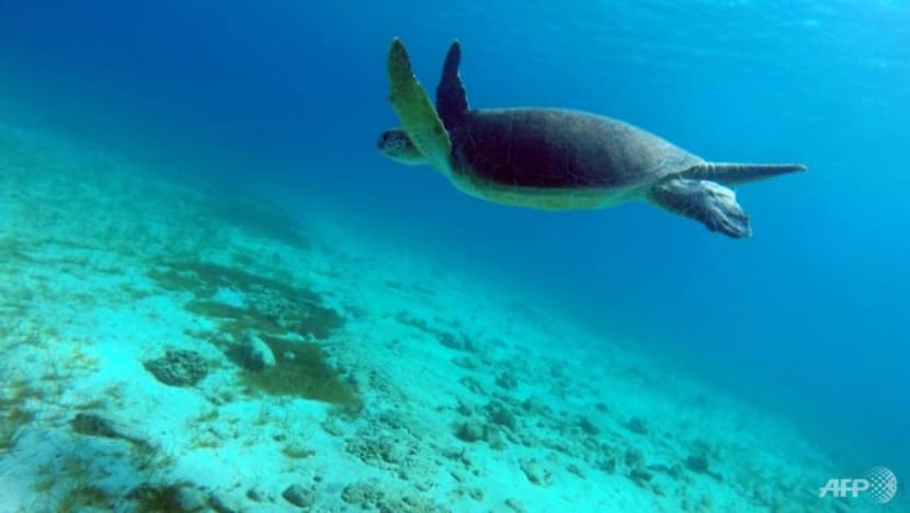 Indonesia releases 25 sea turtles rescued in raid on poachers Indonesia releases 25 sea turtles rescued in raid on poachers