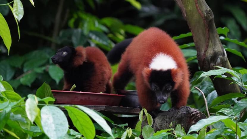 Critically endangered red ruffed lemur twin babies born in Singapore Zoo