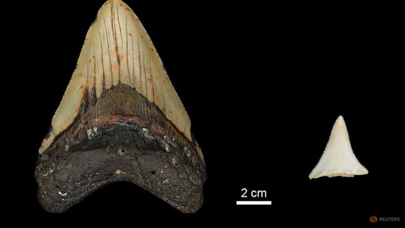 In an ancient shark showdown, 'Jaws' may have doomed 'The Meg' In an ancient shark showdown, 'Jaws' may have doomed 'The Meg'